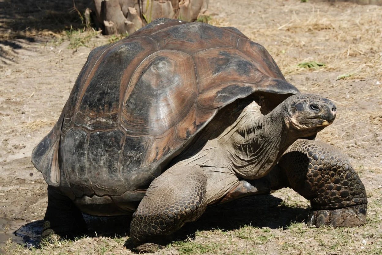 194-Year-Old Jonathan the Tortoise Becomes Target of Elaborate Crypto Fraud Scheme