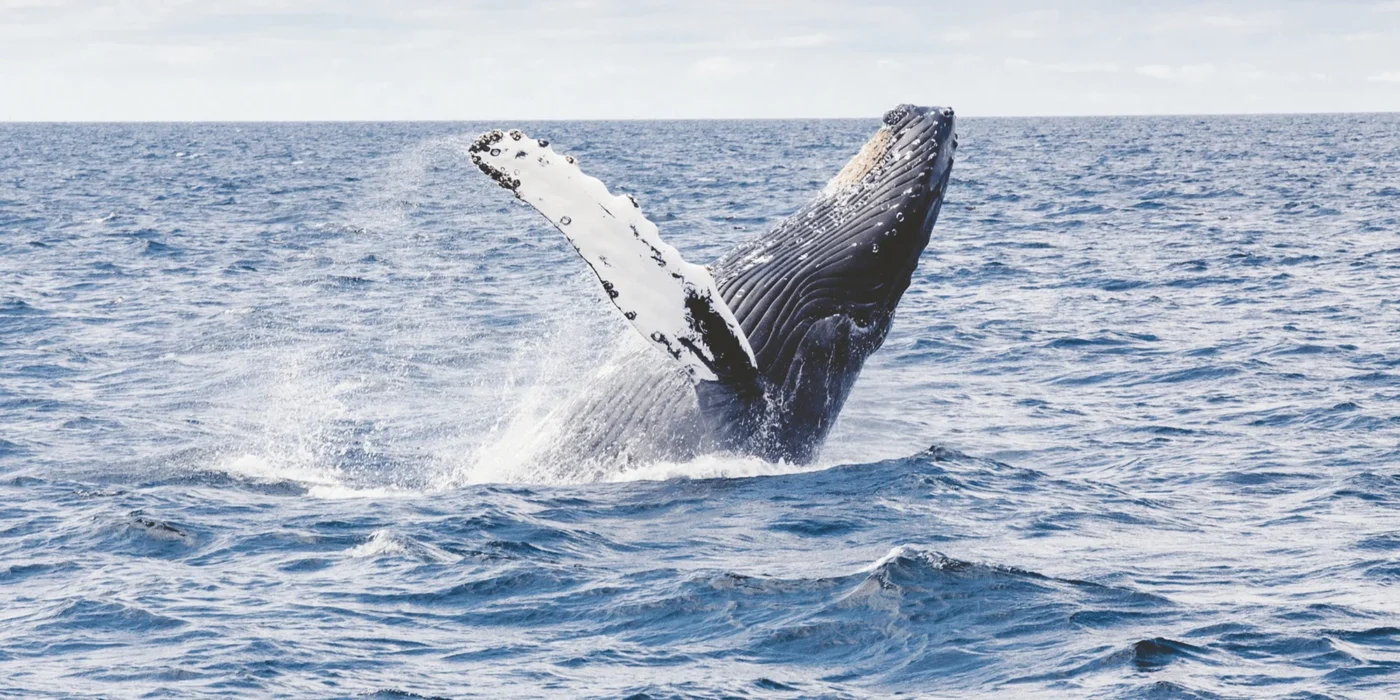 XRP Whales Transfer $335M Off Binance as Price Holds $1.40 Support